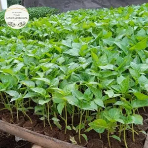 Bibit cabe asli organik tinggi 5-10 cm siap tanam bibit bumbu masak