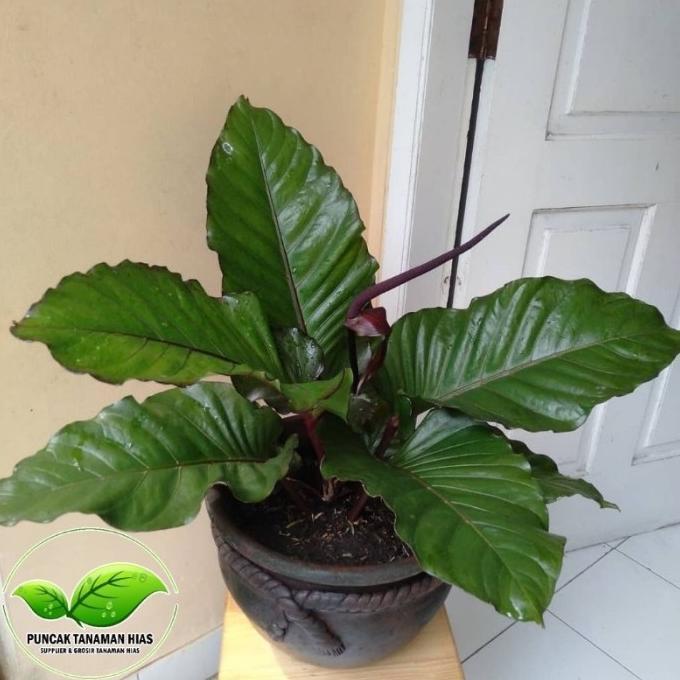 aglaonema silver bay care Silver Bay Aglaonema – The Plant Firm main image 1