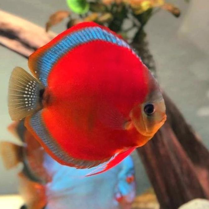 Jual ikan discus san merah / sun merah / blue rim / import / f1 ...