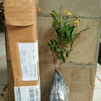 Product Review of Bibit Tanaman Bunga Hujan emas - golden shower from Tokopedia customer review 0