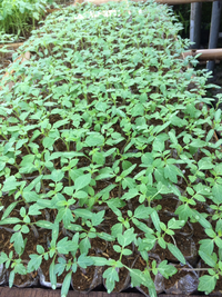 Gambar Bibit Tanaman Buah TOMAT. dari Alam Indah Indonesia Kab. Grobogan 1 Tokopedia