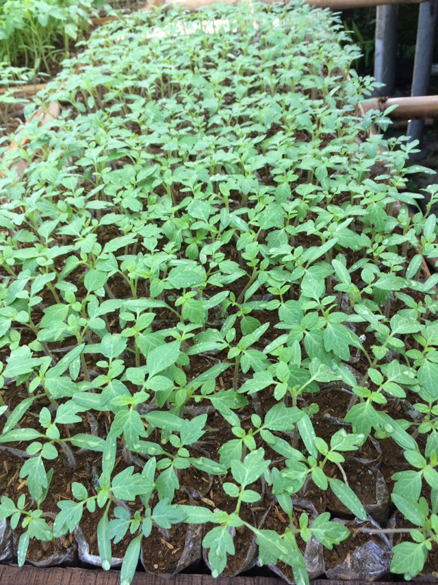 Gambar Bibit Tanaman Buah TOMAT. dari Alam Indah Indonesia Kab. Grobogan Tokopedia