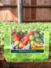 Gambar Bibit Tanaman Buah TOMAT. dari Alam Indah Indonesia Kab. Grobogan 3 Tokopedia