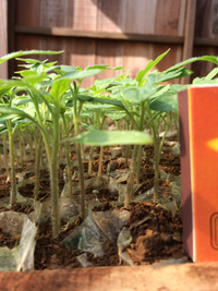 Gambar Bibit Tanaman Buah TOMAT. dari Alam Indah Indonesia Kab. Grobogan 2 Tokopedia