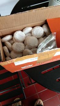 Product Review of [100 pcs] Ryer Hotel Soap 15g / sabun hotel bulat 15gr bungkus mutiara Sabun Mandi Kotoran from Tokopedia customer review 0