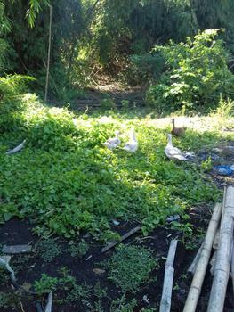 Product Review of Jaring Ayam, Jaring Pagar Kebun/Sawah, Jaring Burung Lebar 2,5 meter from Tokopedia customer review 0