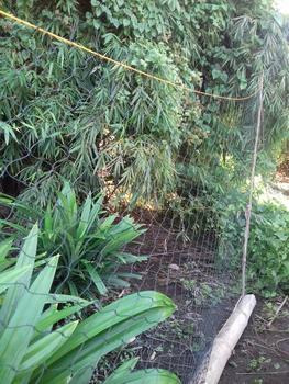 Product Review of Jaring Ayam, Jaring Pagar Kebun/Sawah, Jaring Burung Lebar 2,5 meter from Tokopedia customer review 1