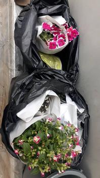 Product Review of paket hemat/paket tanaman gantung from Tokopedia customer review 0