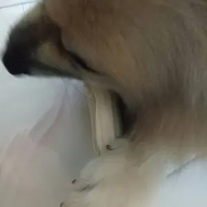 Tulang-Tulangan Untuk Anjing Rasa Susu Untuk Saze Besar(rbp2008)