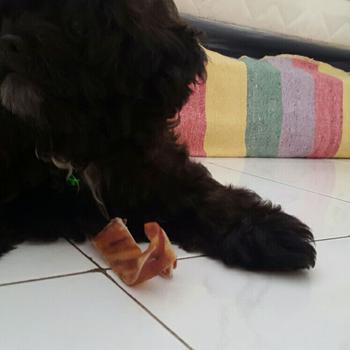Product Review of Woofholics Pig Ear Strips / Kuping Babi / Dog Snack Cemilan Anjing from Tokopedia customer review 1