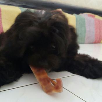 Product Review of Woofholics Pig Ear Strips / Kuping Babi / Dog Snack Cemilan Anjing from Tokopedia customer review 3