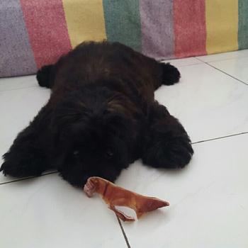 Product Review of Woofholics Pig Ear Strips / Kuping Babi / Dog Snack Cemilan Anjing from Tokopedia customer review 2