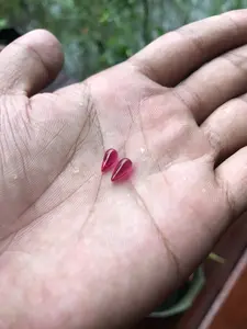 Batu Mustika Merah Delima Asli Sepasang 003