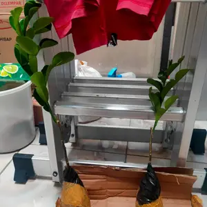 Bibit Tanaman Jeruk Purut Pohon Jeruk Purut ( Citrus hystrix )