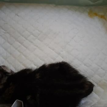 Product Review of Alas Pipis Pee Poop Perlak Underpad Pet Toilet Anjing Kucing from Tokopedia customer review 0