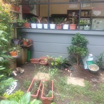 Product Review of POT PERSEGI PANJANG LION STAR RECT FLOWER NO.550 from Tokopedia customer review 2