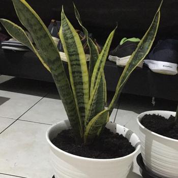 Product Review of Tatakan Alas Piring Pot Bunga Tanaman Plastik 15 cm Hitam Simba 5 from Tokopedia customer review 0