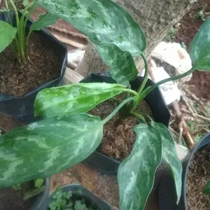 Aglaonema Crispum Tanaman Sri Rezeki Tanaman
