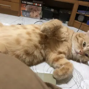 Hammock Kucing - Tempat Tidur Kucing Murah Tempat Tidur Gantung Kucing