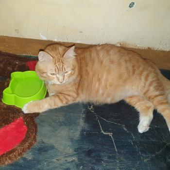 Product Review of Makanan Kucing Dewasa Murah Basah LIFE CAT ADULT Pouch [85 gram] from Tokopedia customer review 1