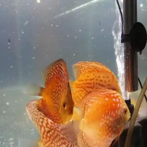 Heater pemanas air aquarium Rosston 100 watt stainless heater 100 watt