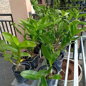 Rak pot tanaman minimalis - 100x60x70