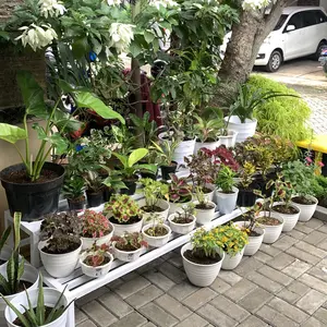 Standing planter rak pot bunga 2 tingkat 2M