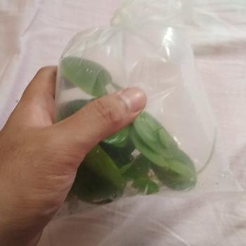 Product Review of TANAMAN AIR FROGBIT APUNG LIMNOBIUM LAEVIGATUM AMAZON FROGBIT CUPANG from Tokopedia customer review 0