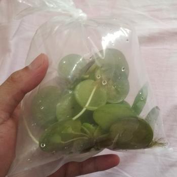 Product Review of TANAMAN AIR FROGBIT APUNG LIMNOBIUM LAEVIGATUM AMAZON FROGBIT CUPANG from Tokopedia customer review 1