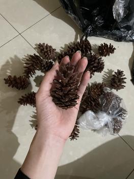 Product Review of Buah Pinus Biji Cemara - Hiasan hampers biji cemara from Tokopedia customer review 0