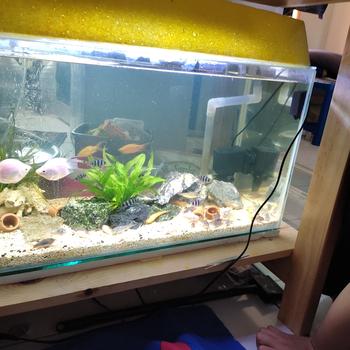 Product Review of batu kreket aquascape 1kg / batu kreket aquarium 1kg / kreket 1kg from Tokopedia customer review 0
