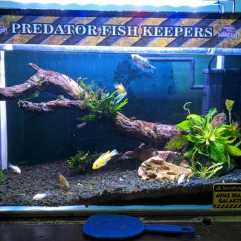 Product Review of POMPA AIR AQUARIUM INTERNAL FILTER RECENT AA 1000L 1000 L from Tokopedia customer review 0
