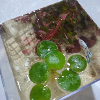 Product Review of TANAMAN AIR FROGBIT APUNG LIMNOBIUM LAEVIGATUM AMAZON FROGBIT CUPANG from Tokopedia customer review 1