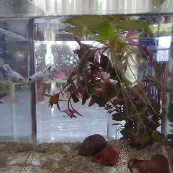Product Review of TANAMAN AIR FROGBIT APUNG LIMNOBIUM LAEVIGATUM AMAZON FROGBIT CUPANG from Tokopedia customer review 0