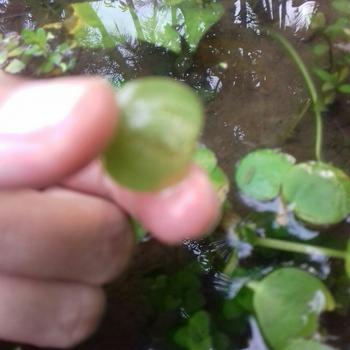 Product Review of TANAMAN AIR FROGBIT APUNG LIMNOBIUM LAEVIGATUM AMAZON FROGBIT CUPANG from Tokopedia customer review 0