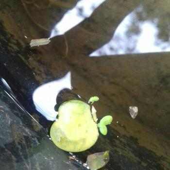 Product Review of TANAMAN AIR FROGBIT APUNG LIMNOBIUM LAEVIGATUM AMAZON FROGBIT CUPANG from Tokopedia customer review 1