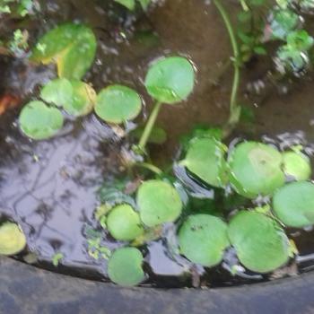 Product Review of TANAMAN AIR FROGBIT APUNG LIMNOBIUM LAEVIGATUM AMAZON FROGBIT CUPANG from Tokopedia customer review 3