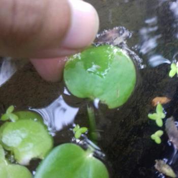 Product Review of TANAMAN AIR FROGBIT APUNG LIMNOBIUM LAEVIGATUM AMAZON FROGBIT CUPANG from Tokopedia customer review 2