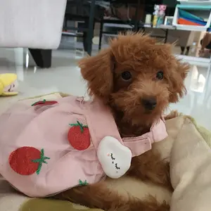 Holytachi Self Cleaning Dryer Comb - Pet Dog Sisir Blower Brush Anjing