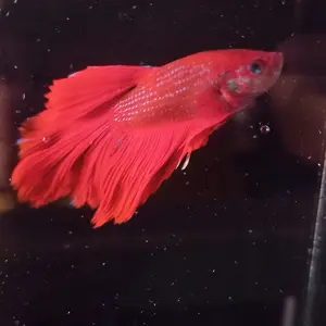 Akrilik Soliter Akuarium Ukuran 10x5x12 cm untuk Cupang Guppy Baby Chana