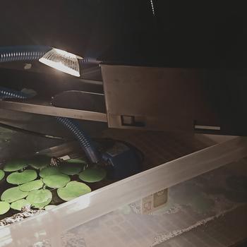 Product Review of TANAMAN AIR FROGBIT APUNG LIMNOBIUM LAEVIGATUM AMAZON FROGBIT CUPANG from Tokopedia customer review 0