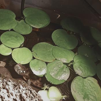 Product Review of TANAMAN AIR FROGBIT APUNG LIMNOBIUM LAEVIGATUM AMAZON FROGBIT CUPANG from Tokopedia customer review 1