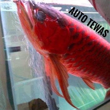 Product Review of Pelet Pakan Ikan hias louhan lohan BF 800 auto menor from Tokopedia customer review 0