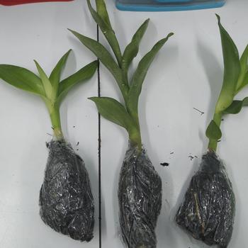 Product Review of Promo Murah Paket 3 anggrek dendrobium dewasa / anggrek dendrobium from Tokopedia customer review 0