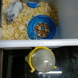 Sweet 60 ml Dot Botol Tempat Minum Hewan Hamster Tupai Bajing Gerbil Sugar Glider Tikus