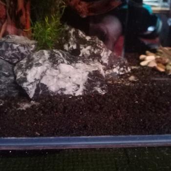 Product Review of batu kreket aquascape 1kg / batu kreket aquarium 1kg / kreket 1kg from Tokopedia customer review 0