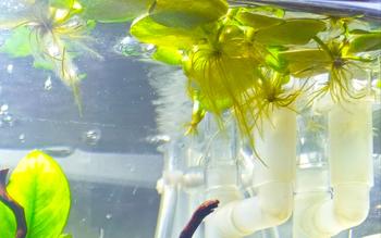 Product Review of TANAMAN AIR FROGBIT APUNG LIMNOBIUM LAEVIGATUM AMAZON FROGBIT CUPANG from Tokopedia customer review 0