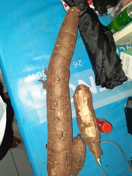 Product Review of Singkong racun - Singkong racun sapikuru segar 1 kg from Tokopedia customer review 0