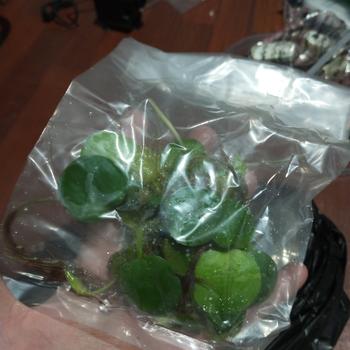 Product Review of TANAMAN AIR FROGBIT APUNG LIMNOBIUM LAEVIGATUM AMAZON FROGBIT CUPANG from Tokopedia customer review 0