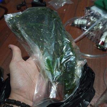 Product Review of TANAMAN AIR FROGBIT APUNG LIMNOBIUM LAEVIGATUM AMAZON FROGBIT CUPANG from Tokopedia customer review 2